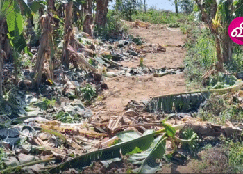 அச்சுறுத்தும் காட்டு யானைகள் : மக்கள் கோரிக்கை!