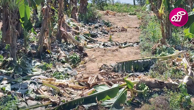 அச்சுறுத்தும் காட்டு யானைகள் : மக்கள் கோரிக்கை!