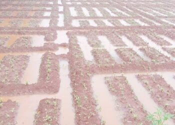 கனமழையால் மரக்கறிச் செய்கையாளர் பாதிப்பு!