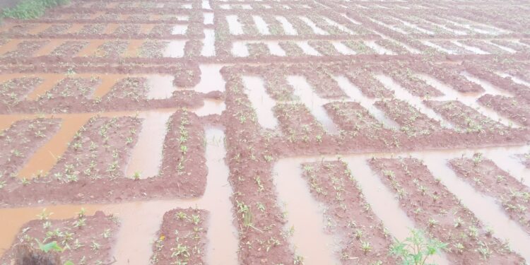 கனமழையால் மரக்கறிச் செய்கையாளர் பாதிப்பு!