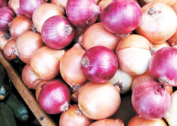 அடுத்த ஆண்டில் பெரிய வெங்காயம் 150 ரூபாவுக்கு கொள்வனவு