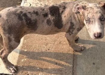 யாழில் காருடன் கைதானோரை கொழும்பு கொண்டு செல்ல நடவடிக்கை