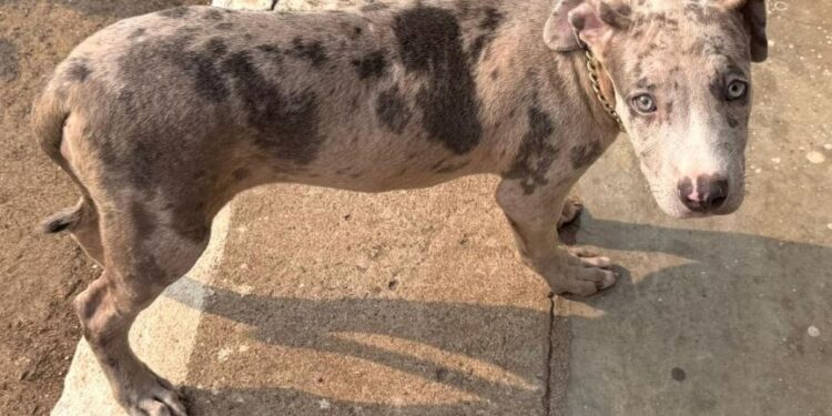 யாழில் காருடன் கைதானோரை கொழும்பு கொண்டு செல்ல நடவடிக்கை