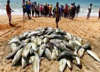 மீனவரின் வலையில் பல இலட்சம் ரூபா பெறுமதியான மீன்கள்!