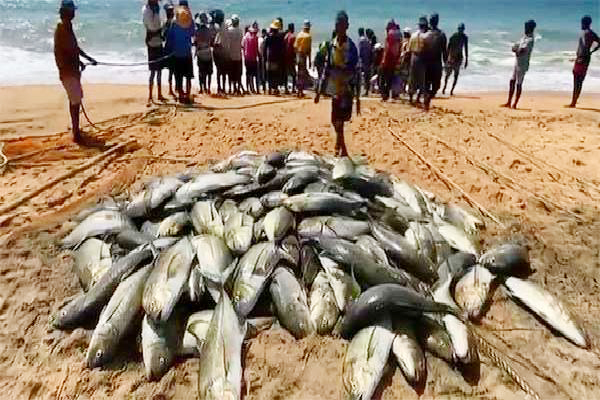 மீனவரின் வலையில் பல இலட்சம் ரூபா பெறுமதியான மீன்கள்!