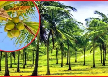 இலங்கையில் அழிக்கப்படவுள்ள 5000 தென்னை மரங்கள்!