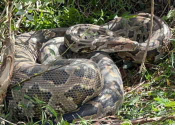 வீட்டுக்குள் புகுந்த 8 அடி நீள வெங்கிணாந்தி பாம்பு!