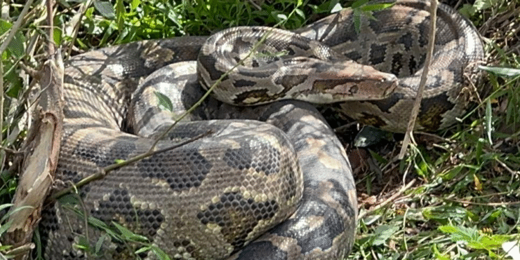 வீட்டுக்குள் புகுந்த 8 அடி நீள வெங்கிணாந்தி பாம்பு!