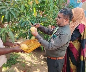 மாம்பழ உற்பத்தியில் சாதித்த பெண் அதிபர்!