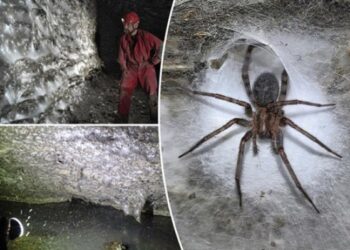 உலகின் மிகப்பெரிய சிலந்திவலை கண்டுபிடிப்பு!