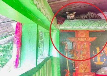 கோவிலுக்குள் சிறுத்தை : பக்தர்கள் அதிர்ச்சி!