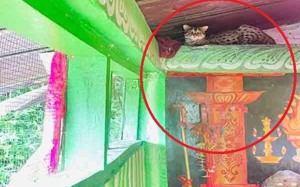 கோவிலுக்குள் சிறுத்தை : பக்தர்கள் அதிர்ச்சி!