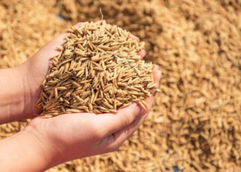 விதை நெல் உற்பத்திக்கு காப்புறுதித் திட்டம்