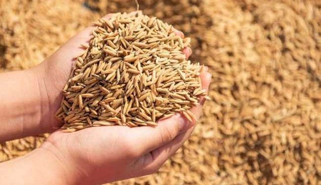 விதை நெல் உற்பத்திக்கு காப்புறுதித் திட்டம்