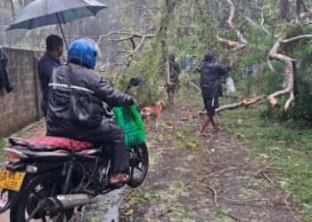 யாழில் – முறிந்து விழுந்த மரத்தால் போக்குவரத்து தடை