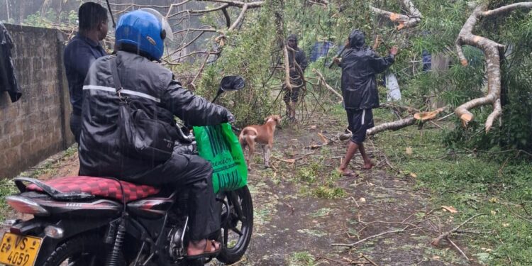 யாழில் – முறிந்து விழுந்த மரத்தால் போக்குவரத்து தடை