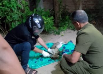 பூனை பிடிக்கச் சென்ற சுகாதாரப் பரிசோதகர்கள்!