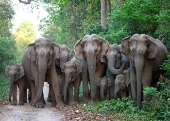 பாடசாலையை சேதப்படுத்திய காட்டு யானைகள் கூட்டம்