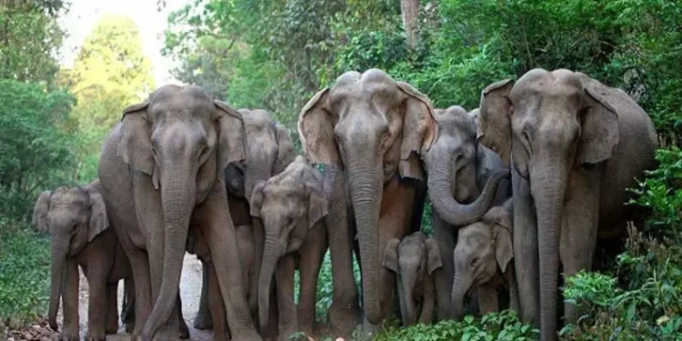 பாடசாலையை சேதப்படுத்திய காட்டு யானைகள் கூட்டம்