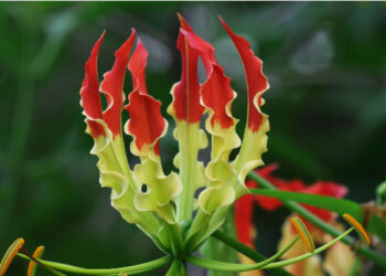 கார்த்திகை வாசம் மலர்க் கண்காட்சி கிட்டு பூங்காவில் நாளை ஆரம்பம்