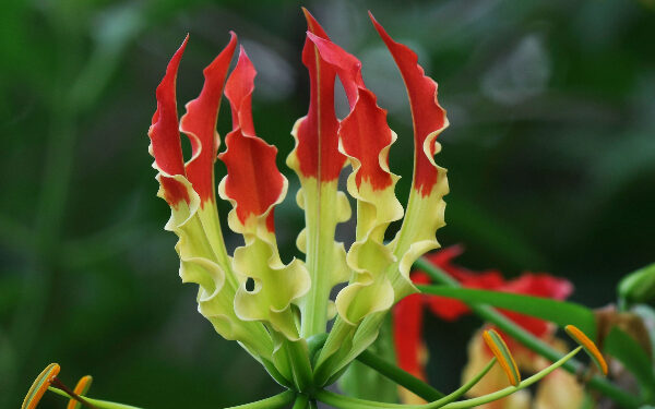 கார்த்திகை வாசம் மலர்க் கண்காட்சி கிட்டு பூங்காவில் நாளை ஆரம்பம்