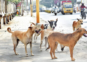 இலங்கையில் அதிகரிக்கும் தெருநாய்கள்!