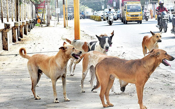 இலங்கையில் அதிகரிக்கும் தெருநாய்கள்!