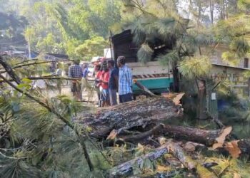 மரம் முறிந்து விழுந்ததால் போக்குவரத்து முடங்கியது