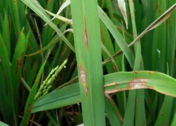 யாழ். விவசாயிகளுக்கு முக்கிய அறிவித்தல்