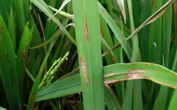 யாழ். விவசாயிகளுக்கு முக்கிய அறிவித்தல்