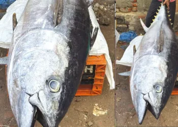 மீனவர்கள் வலையில் சிக்கிய அரிய வகை மீன்!