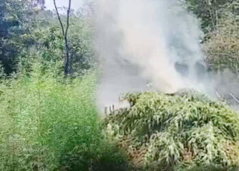 ஹல்துமுல்லயில் கஞ்சா சேனைகள் சுற்றிவளைப்பு