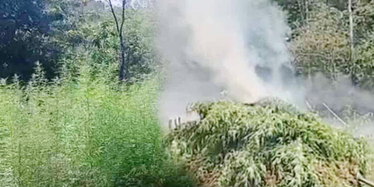 ஹல்துமுல்லயில் கஞ்சா சேனைகள் சுற்றிவளைப்பு