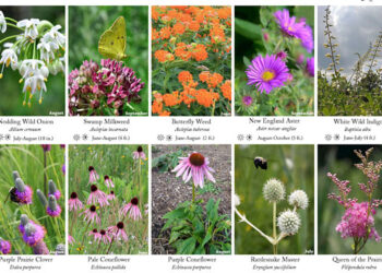 தாவரங்களை அடையாளம் காணும் தாவராவதானி போட்டி நல்லூரில்