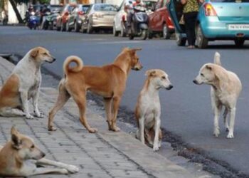 தெரு நாய்கள் பராமரிப்பு 100 மில்.ரூபாய் ஒதுக்கீடு