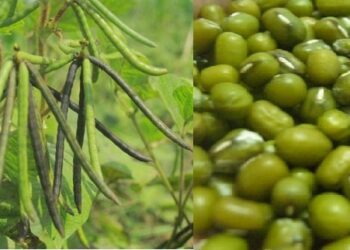 பயறு அறுவடைக் கொள்வனவுக்கு அமைச்சரவை அனுமதி