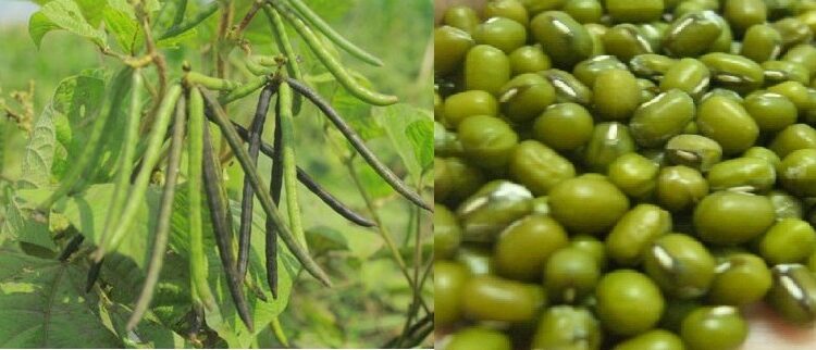 பயறு அறுவடைக் கொள்வனவுக்கு அமைச்சரவை அனுமதி