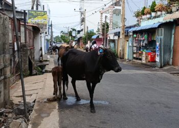 வீதிகளில் கட்டாக்காலி மாடுகள் : பொதுமக்கள் அச்சத்தில்!