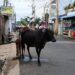 வீதிகளில் கட்டாக்காலி மாடுகள் : பொதுமக்கள் அச்சத்தில்!