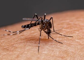 மாத்தறையில் டெங்குவுடன் சிக்கன்குனியாவும் அதிகரிப்பு!