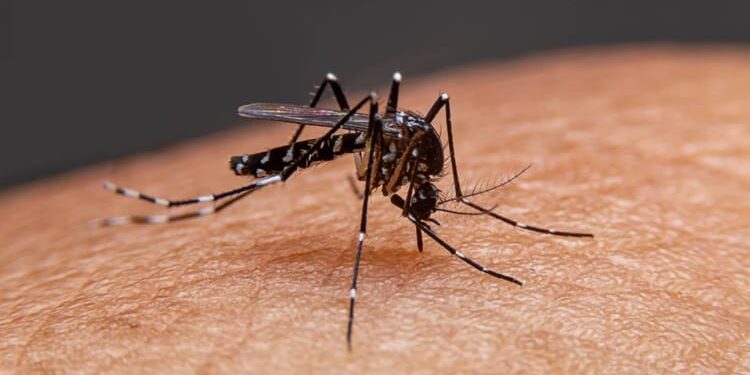 மாத்தறையில் டெங்குவுடன் சிக்கன்குனியாவும் அதிகரிப்பு!