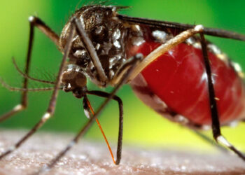 டெங்கு பரவல் மீண்டும் அதிகரிப்பு!