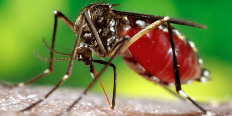 டெங்கு பரவல் மீண்டும் அதிகரிப்பு!