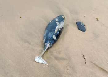 கல்முனையில் கரை ஒதுங்கிய டொல்பின்