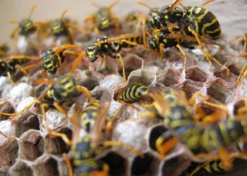 குளவிக் கொட்டுக்கு இலக்கான பல்கலை மாணவர்கள் வைத்தியசாலையில்!