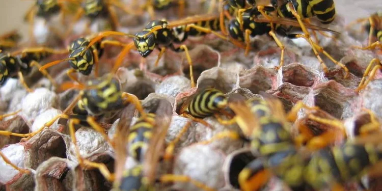 குளவிக் கொட்டுக்கு இலக்கான பல்கலை மாணவர்கள் வைத்தியசாலையில்!