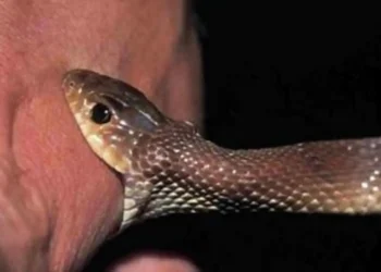 பரீட்சை எழுதவிருந்த மாணவனுக்கு நேர்ந்த விபரீதம்!