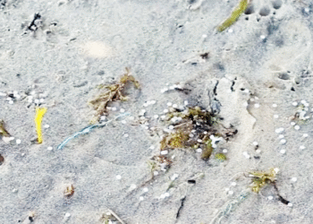 மன்னார் கடற்கரையோரங்களில் மீண்டும் பிளாஸ்டிக் துகள்கள்