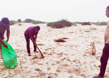 குடத்தனை வடக்கில் பனம் விதை நடுகை