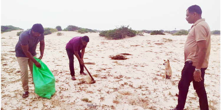 குடத்தனை வடக்கில் பனம் விதை நடுகை